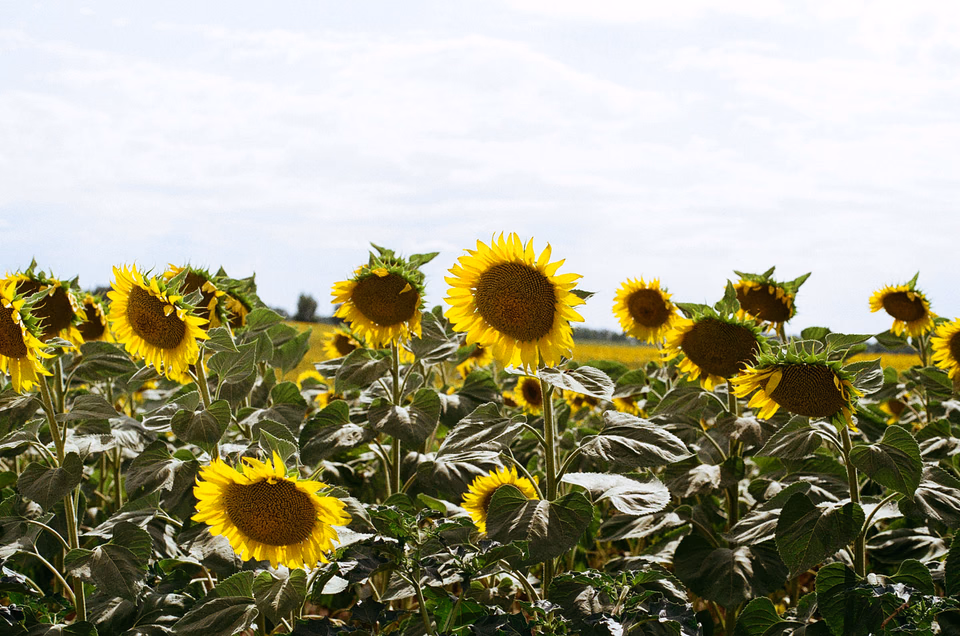 Hungarian fields