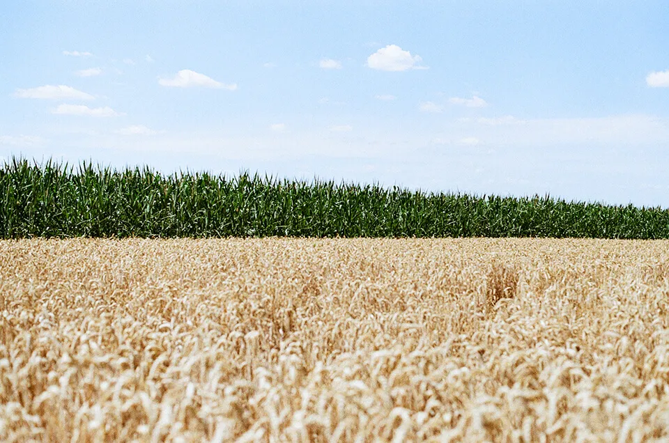 Fields