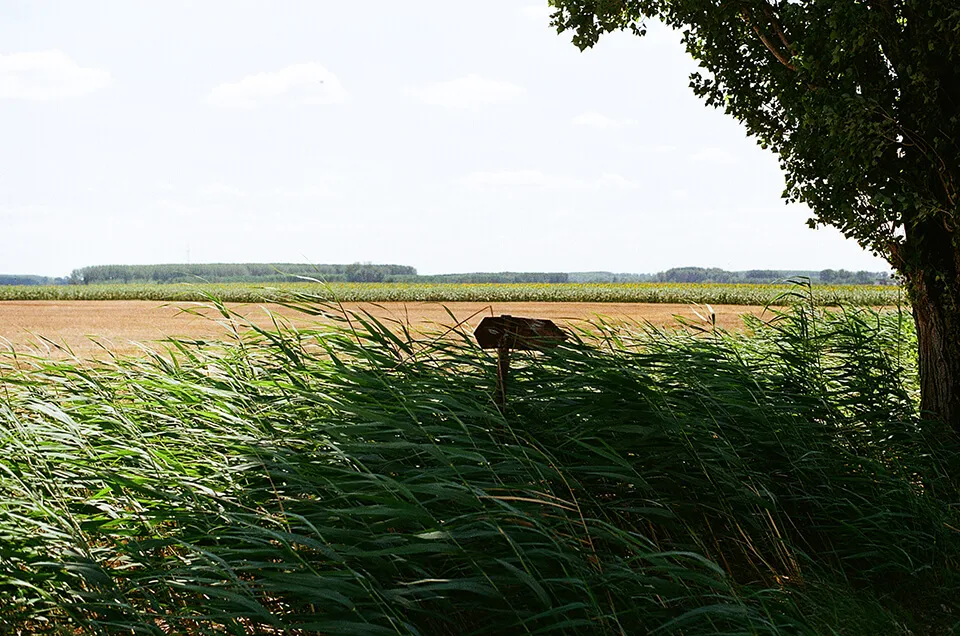 Windy fields
