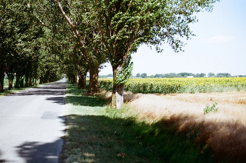 Windy fields