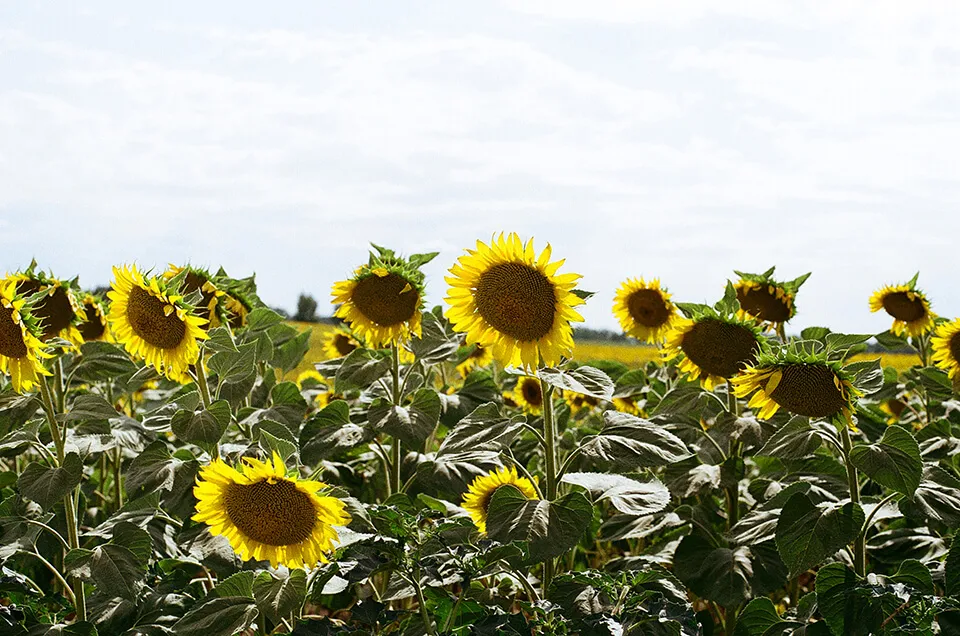 Sunflowers
