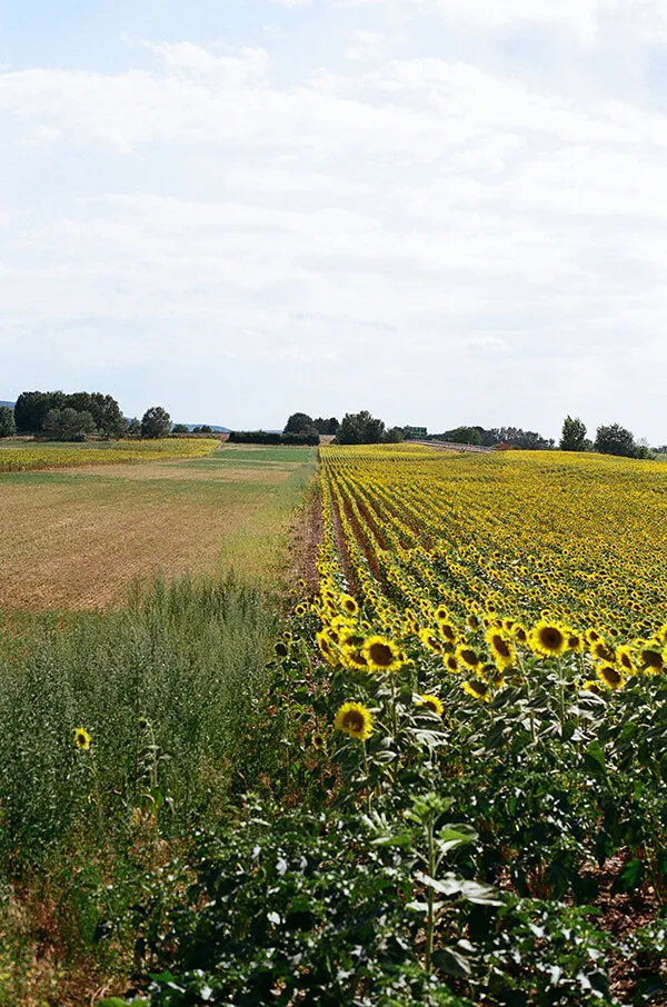 Sunflowers