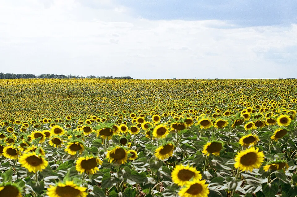 Sunflowers