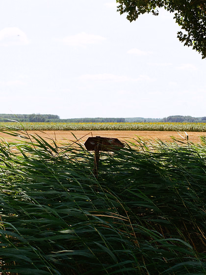 Hungarian Fields in Summer