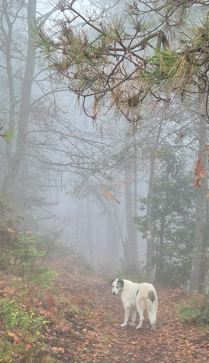 A dog in the fog